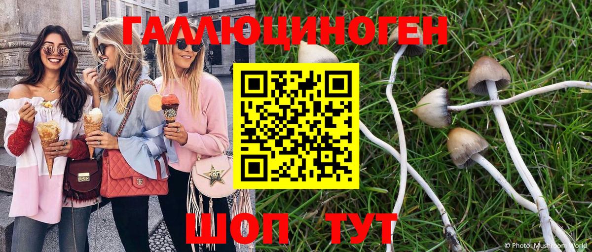 Буйнакск  Галлюциногенные грибы Psilocybine cubensis  Вход с VPN 